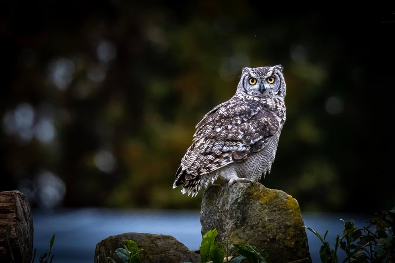 Wildlife Conservation